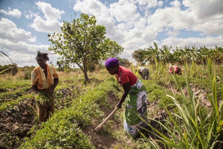 Assisted Natural Regeneration - Global EverGreening Alliance